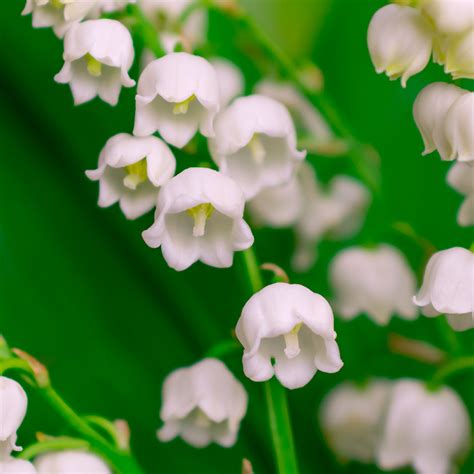 lily of the valley review